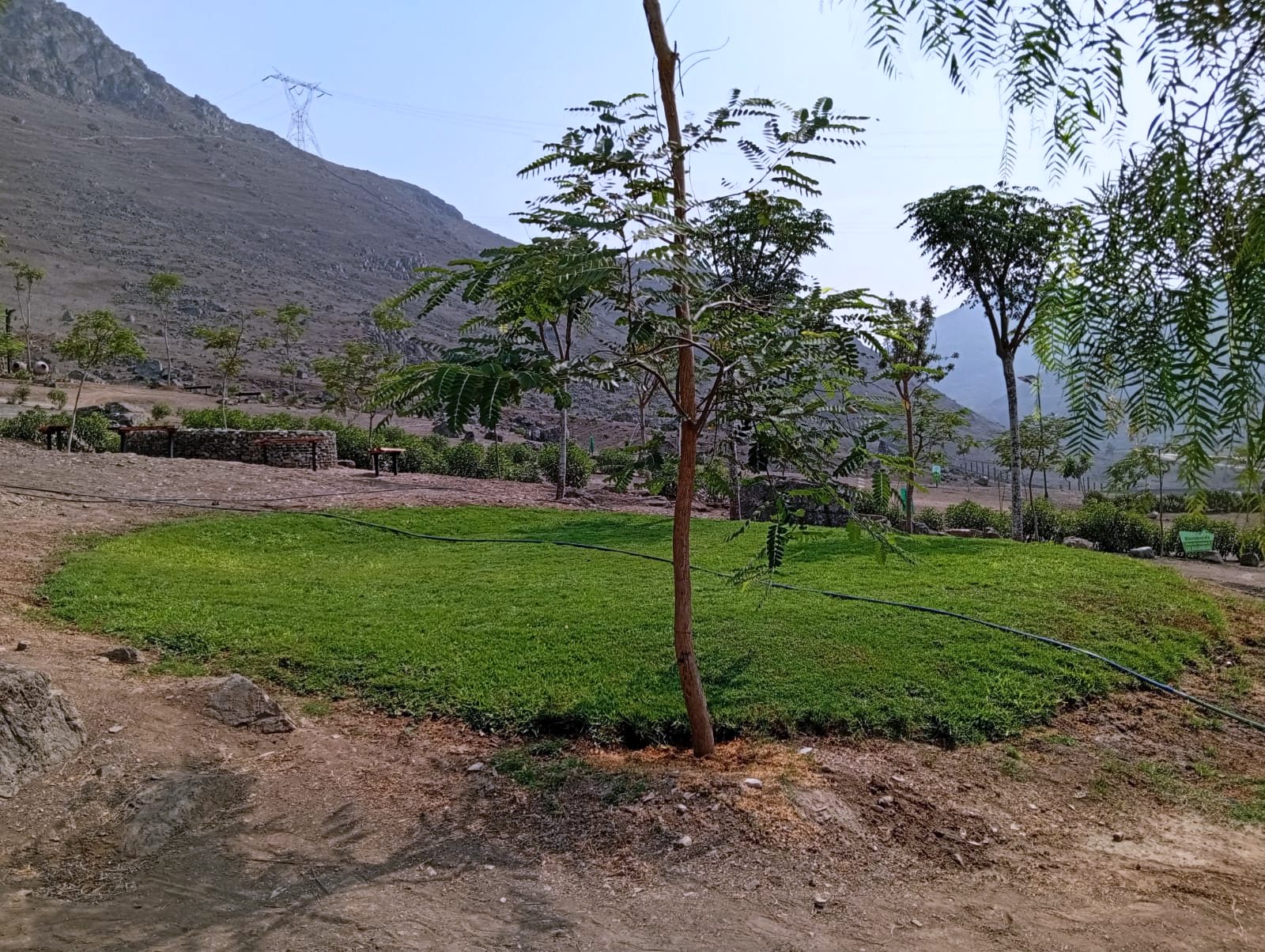 Área verde del condominio con grass sembrado y un árbol joven, con los cerros al fondo